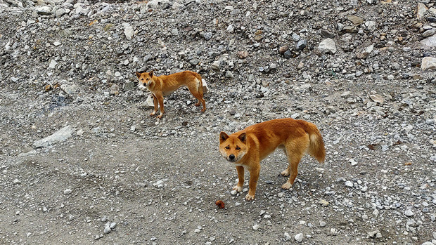 Loài chó cổ xưa có tiếng hát giống y cá voi tưởng đã tuyệt chủng suốt nửa thập kỷ nay vẫn còn đang phát triển ngoài tự nhiên - Ảnh 3. Loài chó cổ xưa có tiếng hát giống y cá voi tưởng đã tuyệt chủng suốt nửa thập kỷ nay vẫn còn đang phát triển ngoài tự nhiên - Ảnh 3.
