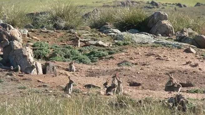 Bắn súng, đầu độc, vũ khí sinh hóa, nhân loại đã cố gắng bằng mọi cách để chiến thắng cuộc chiến kéo dài cả thế kỷ với những sinh vật nhỏ bé đáng yêu - Ảnh 8. Bắn súng, đầu độc, vũ khí sinh hóa, nhân loại đã cố gắng bằng mọi cách để chiến thắng cuộc chiến kéo dài cả thế kỷ với những sinh vật nhỏ bé đáng yêu - Ảnh 8.