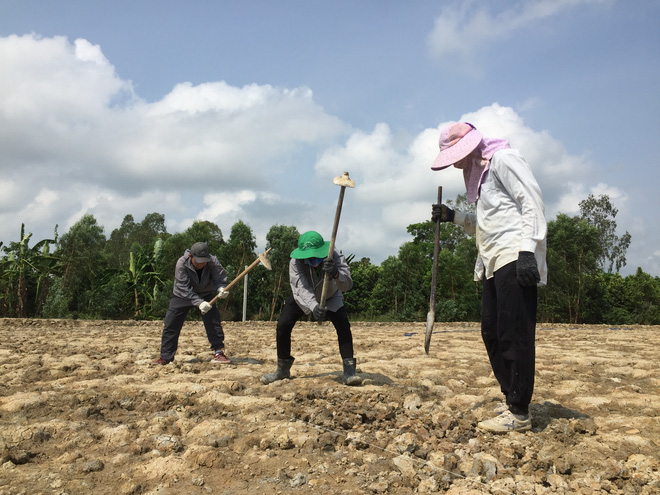  Từ Israel, vợ chồng 9x về qu&ecirc; l&agrave;m n&ocirc;ng nghiệp kh&ocirc;ng h&oacute;a chất: Biến đất cứng như đ&aacute; th&agrave;nh vườn dược liệu xanh mướt, sống rất hạnh ph&uacute;c!  - Ảnh 2.