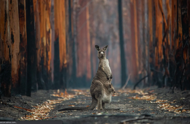  Loạt ảnh ấn tượng nhất năm 2020: Những mảng m&agrave;u sắc th&uacute; vị che lấp đi một năm ảm đạm, Việt Nam cũng g&oacute;p mặt với t&aacute;c phẩm tuyệt mỹ  - Ảnh 1.