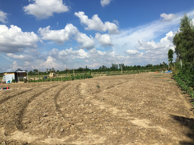  Từ Israel, vợ chồng 9x về qu&ecirc; l&agrave;m n&ocirc;ng nghiệp kh&ocirc;ng h&oacute;a chất: Biến đất cứng như đ&aacute; th&agrave;nh vườn dược liệu xanh mướt, sống rất hạnh ph&uacute;c!  - Ảnh 3.