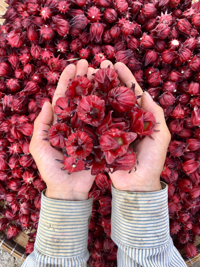  Từ Israel, vợ chồng 9x về qu&ecirc; l&agrave;m n&ocirc;ng nghiệp kh&ocirc;ng h&oacute;a chất: Biến đất cứng như đ&aacute; th&agrave;nh vườn dược liệu xanh mướt, sống rất hạnh ph&uacute;c!  - Ảnh 7.