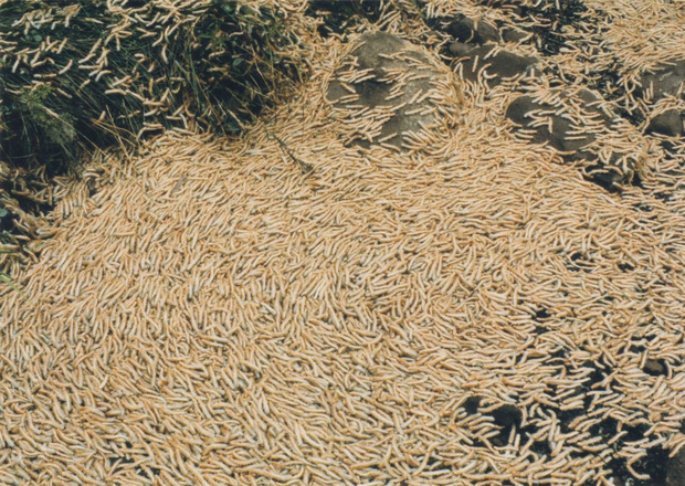 Đ&agrave;n sinh vật triệu con b&ograve; l&uacute;c nh&uacute;c khiến c&aacute;c đo&agrave;n t&agrave;u Nhật Bản buộc phải ngừng chạy sau mỗi 8 năm, v&agrave; cuối c&ugrave;ng khoa học cũng biết l&yacute; do tại sao - Ảnh 2.