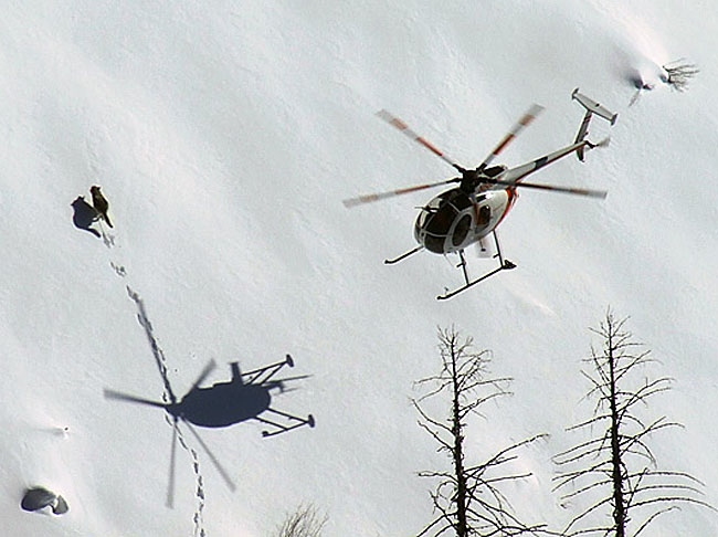 Những con s&oacute;i Canada được cưỡi m&aacute;y bay đột nhập v&agrave;o Michigan để thực hiện một nhiệm vụ v&ocirc; c&ugrave;ng đặc biệt - Ảnh 1.