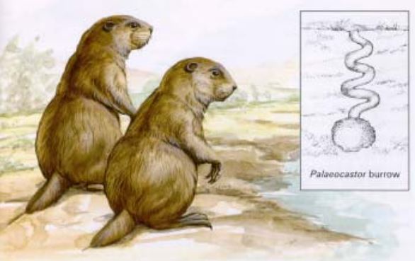 Ai l&agrave; người đ&atilde; l&agrave;m ra c&aacute;i vặn n&uacute;t chai của quỷ cao hơn hai m&eacute;t n&agrave;y từ h&agrave;ng triệu năm trước? - Ảnh 5.