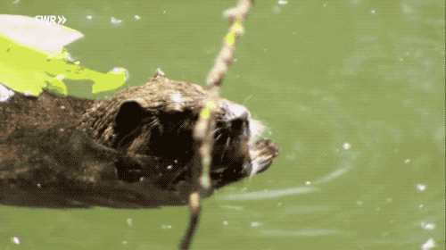 Lo&agrave;i động vật nhỏ b&eacute; đầy l&ocirc;ng l&aacute; n&agrave;y bỗng chốc trở th&agrave;nh tội phạm bị truy n&atilde; v&igrave; sự ăn t&agrave;n ph&aacute; hại của m&igrave;nh - Ảnh 3.