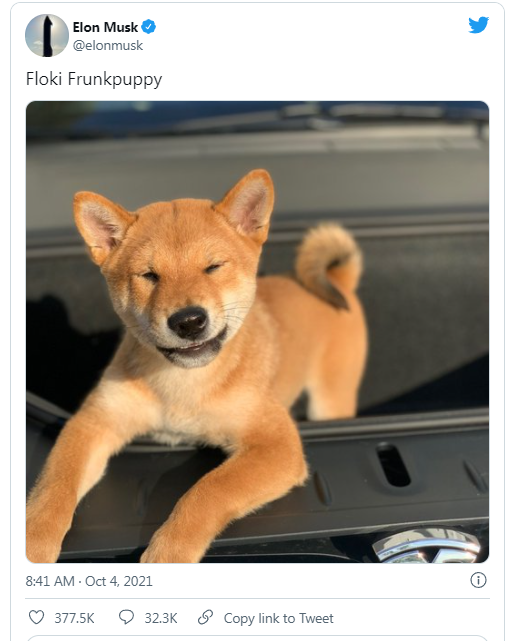 Sự nguy hiểm đằng sau cơn sốt tiền ảo Shiba Inu - Ảnh 1.