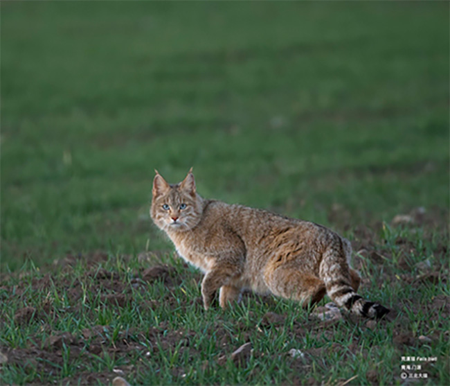 Mèo hoang mạc, người anh em cùng cha khác ông nội với mèo nhà - Ảnh 6. Mèo hoang mạc, người anh em cùng cha khác ông nội với mèo nhà - Ảnh 6.