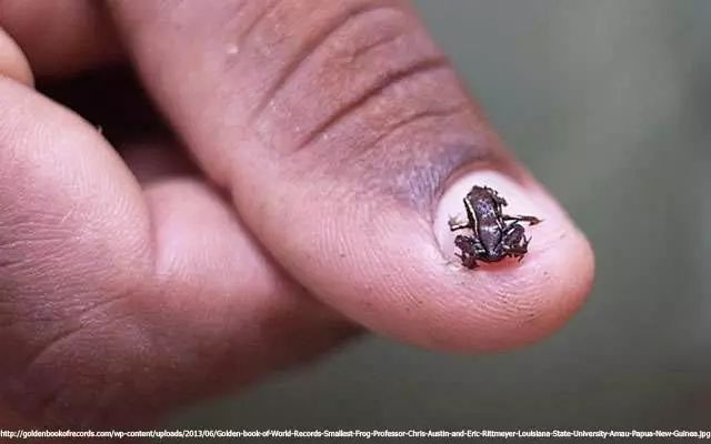 Mười sự thật về thế giới động vật - Ảnh 3. Mười sự thật về thế giới động vật - Ảnh 3.