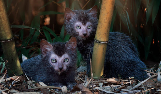 Top 10 loài mèo quý hiếm trên thế giới - Ảnh 1. Top 10 loài mèo quý hiếm trên thế giới - Ảnh 1.
