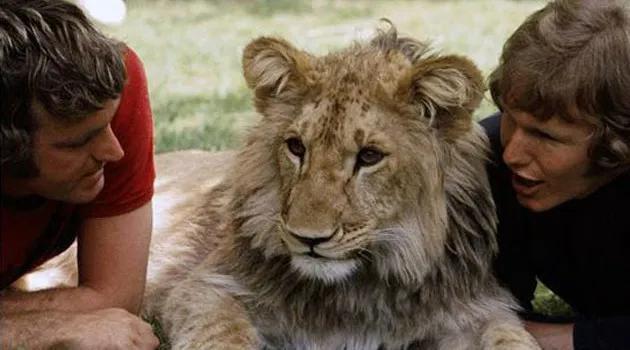 Nu&ocirc;i hổ v&agrave; sư tử ở trong nh&agrave; l&agrave; trải nghiệm như thế n&agrave;o? - Ảnh 3.