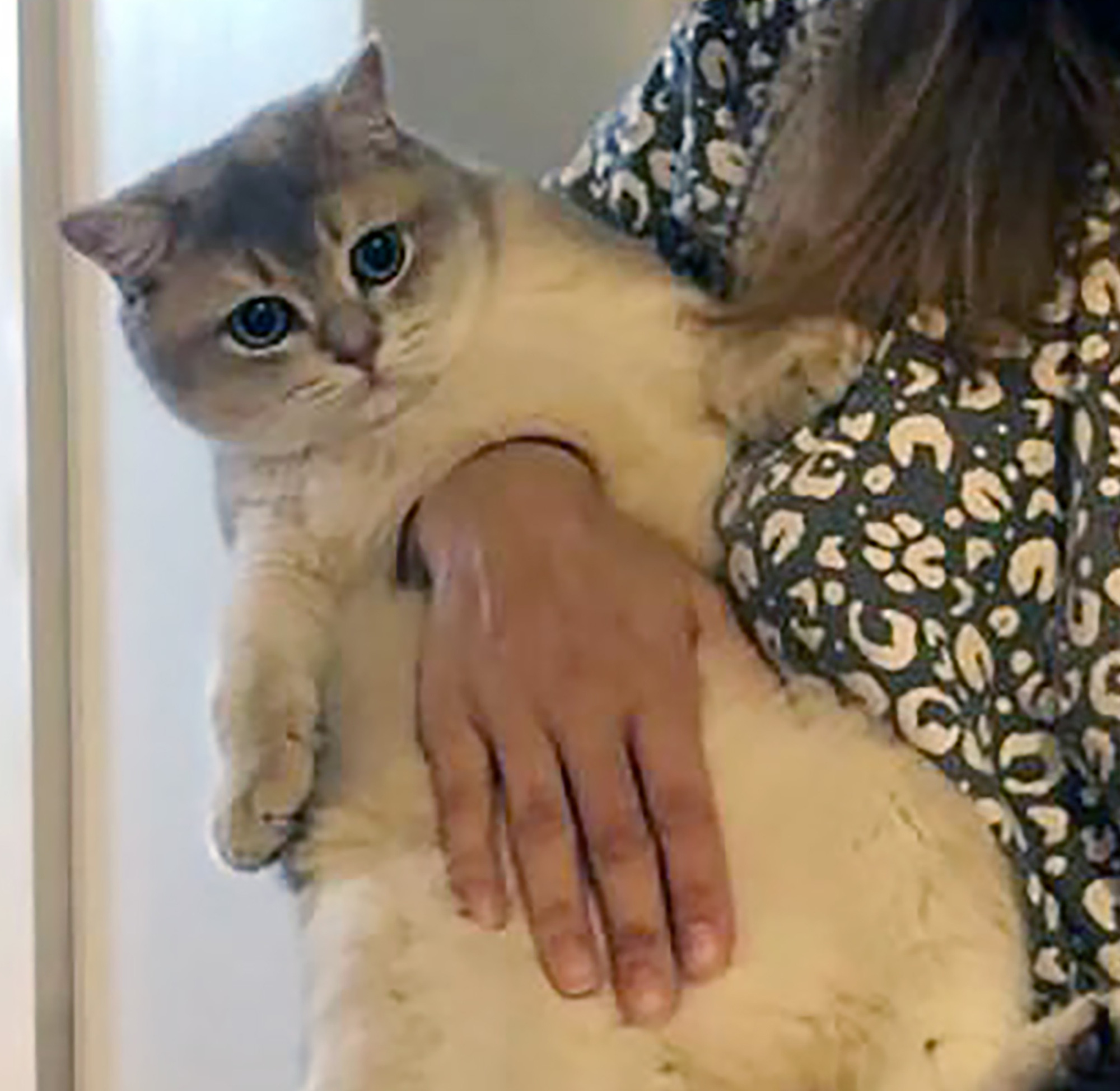 Bức ảnh gây lú não bùng nổ MXH hôm nay: Chú mèo bị làm sao thế này? Nhìn thật kỹ và đáp án chắc chắn khiến nhiều người ngã ngửa - Ảnh 2. Bức ảnh gây lú não bùng nổ MXH hôm nay: Chú mèo bị làm sao thế này? Nhìn thật kỹ và đáp án chắc chắn khiến nhiều người ngã ngửa - Ảnh 2.