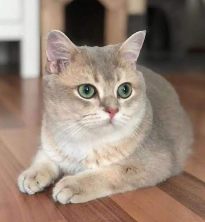 Bức ảnh gây lú não bùng nổ MXH hôm nay: Chú mèo bị làm sao thế này? Nhìn thật kỹ và đáp án chắc chắn khiến nhiều người ngã ngửa - Ảnh 4. Bức ảnh gây lú não bùng nổ MXH hôm nay: Chú mèo bị làm sao thế này? Nhìn thật kỹ và đáp án chắc chắn khiến nhiều người ngã ngửa - Ảnh 4.