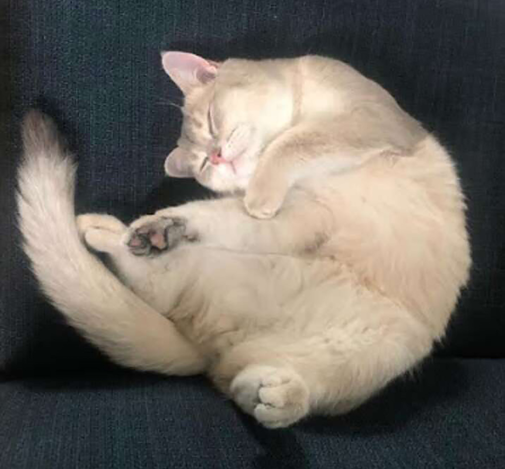 Bức ảnh gây lú não bùng nổ MXH hôm nay: Chú mèo bị làm sao thế này? Nhìn thật kỹ và đáp án chắc chắn khiến nhiều người ngã ngửa - Ảnh 5. Bức ảnh gây lú não bùng nổ MXH hôm nay: Chú mèo bị làm sao thế này? Nhìn thật kỹ và đáp án chắc chắn khiến nhiều người ngã ngửa - Ảnh 5.