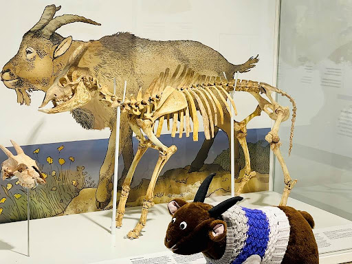 Mặt giống cừu, mắt giống người, sinh vật kỳ dị n&agrave;y đ&atilde; nhanh ch&oacute;ng biến mất sau khi tiếp s&uacute;c với con người - Ảnh 5.