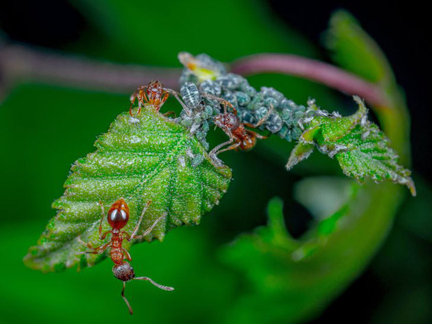 Những sự thật kh&oacute; tin về c&aacute;c lo&agrave;i động vật cho ch&uacute;ng ta thấy mẹ thi&ecirc;n nhi&ecirc;n quả thực đ&atilde; s&aacute;ng tạo đến mức n&agrave;o - Ảnh 4.
