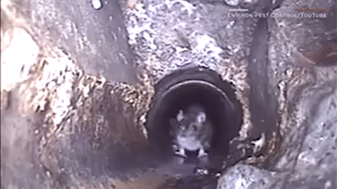 Thủ đ&ocirc; Anh Quốc đột nhi&ecirc;n th&agrave;nh vương quốc chuột, to khổng lồ v&agrave; nhiều gấp đ&ocirc;i con người: Tại sao c&oacute; chuyện đ&oacute;? - Ảnh 1.