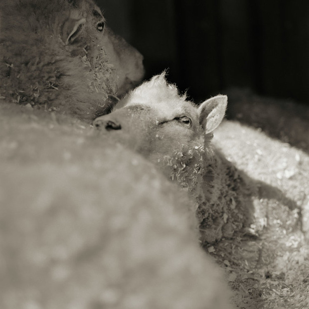 Chùm ảnh những con vật được cho phép sống đến già gây ám ảnh lạ kỳ: Khi các mảnh đời ngắn ngủi được ban tặng sự sống buồn tủi - Ảnh 8. Chùm ảnh những con vật được cho phép sống đến già gây ám ảnh lạ kỳ: Khi các mảnh đời ngắn ngủi được ban tặng sự sống buồn tủi - Ảnh 8.