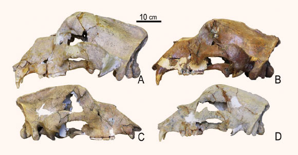 DNA 360.000 năm tuổi đã hé mở ánh sáng mới về lịch sử tiến hóa của gấu hang động - Ảnh 2. DNA 360.000 năm tuổi đã hé mở ánh sáng mới về lịch sử tiến hóa của gấu hang động - Ảnh 2.