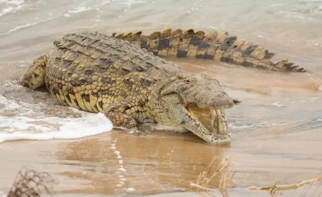 C&aacute; sấu khổng lồ nuốt sống c&aacute; mập, khẳng định vị thế bạo ch&uacute;a tham ăn dưới nước - Ảnh 5.