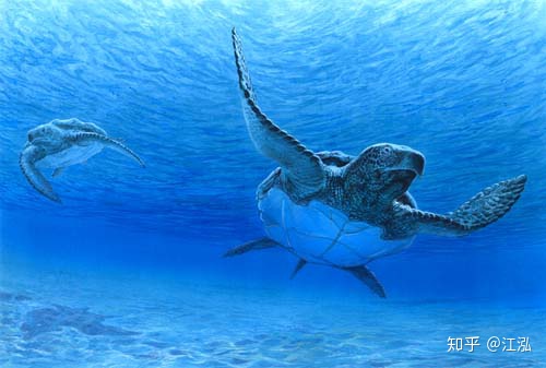 Phát hiện loài rùa biển cổ đại còn to lớn hơn cả một cái ô tô - Ảnh 7. Phát hiện loài rùa biển cổ đại còn to lớn hơn cả một cái ô tô - Ảnh 7.