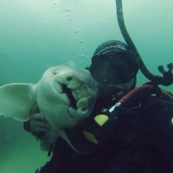 Khi cá mập tiến hóa để sống dưới đáy biển, chúng sẽ như thế nào? - Ảnh 14. Khi cá mập tiến hóa để sống dưới đáy biển, chúng sẽ như thế nào? - Ảnh 14.