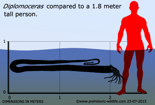 Tr&ocirc;ng giống như một chiếc kẹp giấy v&agrave; c&oacute; tuổi thọ l&ecirc;n tới 200 năm, tại sao lo&agrave;i mực n&agrave;y lại ph&aacute;t triển kỳ lạ như vậy? - Ảnh 4.