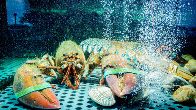 Khoa học tự nhi&ecirc;n cho t&ocirc;m h&ugrave;m chơi... cần sa: Tưởng rảnh rỗi m&agrave; h&oacute;a ra l&yacute; do đằng sau nh&acirc;n văn đến bất ngờ - Ảnh 1.