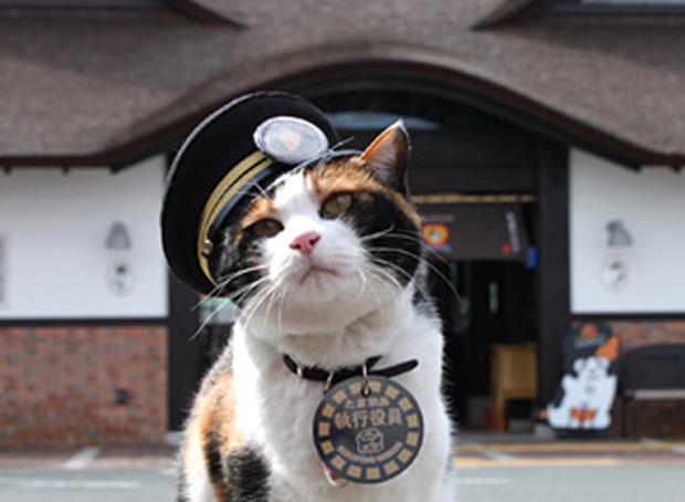  Chỉ nhờ một c&ocirc; m&egrave;o hoang, c&ocirc;ng ty Nhật Bản l&atilde;i to 280 tỷ, tho&aacute;t khỏi cảnh ph&aacute; sản trong gang tấc - Ảnh 3.