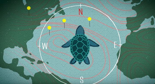 Gi&aacute;c quan &ldquo;lượng tử&rdquo; lần đầu ti&ecirc;n được t&igrave;m thấy ở một lo&agrave;i chim di cư, gi&uacute;p ch&uacute;ng t&igrave;m đường m&agrave; kh&ocirc;ng cần la b&agrave;n - Ảnh 2.