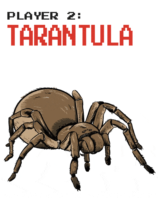 Bọ cạp đối đầu nhện tarantula, kẻ nào sẽ chiến thắng? Các nhà khoa học đã có câu trả lời - Ảnh 4. Bọ cạp đối đầu nhện tarantula, kẻ nào sẽ chiến thắng? Các nhà khoa học đã có câu trả lời - Ảnh 4.