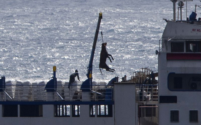 1.800 con bò bị bỏ đói trên biển và chịu kết cục thảm: Hồi chuông cảnh tỉnh về ngành công nghiệp buôn động vật sống quy mô 18 tỷ USD - Ảnh 1. 1.800 con bò bị bỏ đói trên biển và chịu kết cục thảm: Hồi chuông cảnh tỉnh về ngành công nghiệp buôn động vật sống quy mô 18 tỷ USD - Ảnh 1.