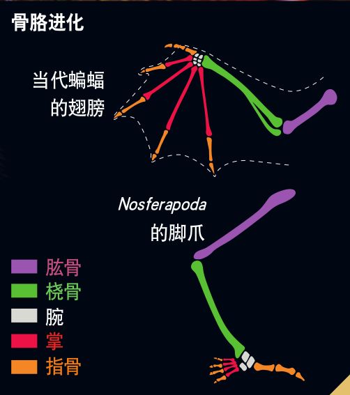 10 triệu năm nữa các loài động vật sẽ như thế nào? - Ảnh 4. 10 triệu năm nữa các loài động vật sẽ như thế nào? - Ảnh 4.