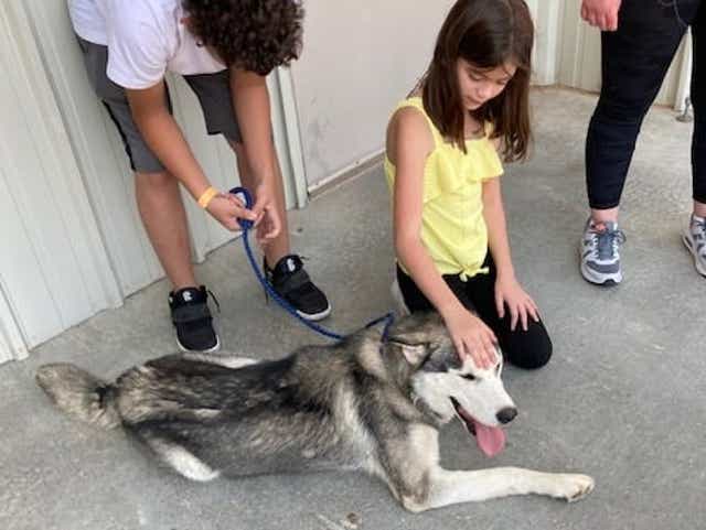 Đoạn phim gần nửa triệu view đau lòng: chó husky bị vứt bỏ bên lề đường nhưng vẫn cố chạy đuổi theo ô tô chủ - Ảnh 4. Đoạn phim gần nửa triệu view đau lòng: chó husky bị vứt bỏ bên lề đường nhưng vẫn cố chạy đuổi theo ô tô chủ - Ảnh 4.