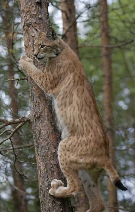 Có phải vì ăn thịt thỏ quá nhiều nên linh miêu mới có cái đuôi ngắn hay không? - Ảnh 12. Có phải vì ăn thịt thỏ quá nhiều nên linh miêu mới có cái đuôi ngắn hay không? - Ảnh 12.