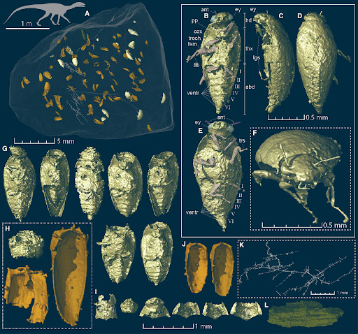 Bất ngờ ph&aacute;t hiện một lo&agrave;i ho&agrave;n to&agrave;n mới trong đống ph&acirc;n c&aacute;ch đ&acirc;y hơn 200 triệu năm! - Ảnh 3.