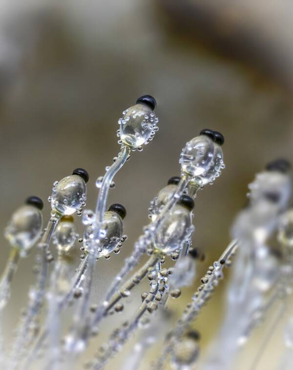 Những loại nấm ảo ma nhất hệ mặt trời - Ảnh 7. Những loại nấm ảo ma nhất hệ mặt trời - Ảnh 7.