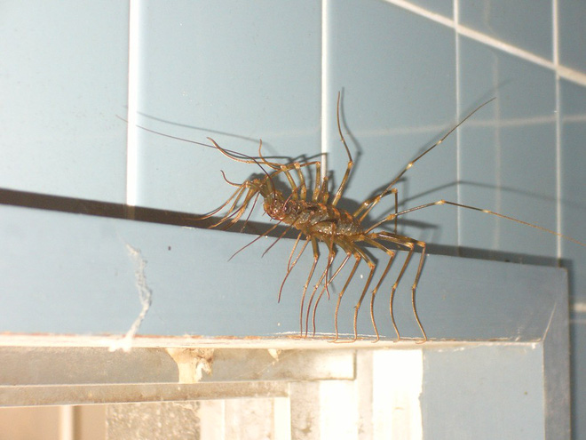 Si&ecirc;u rết khổng lồ g&acirc;y kinh h&atilde;i MXH Nhật Bản bởi vẻ ngo&agrave;i như đến từ địa ngục - Ảnh 3.