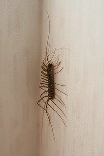 Si&ecirc;u rết khổng lồ g&acirc;y kinh h&atilde;i MXH Nhật Bản bởi vẻ ngo&agrave;i như đến từ địa ngục - Ảnh 4.