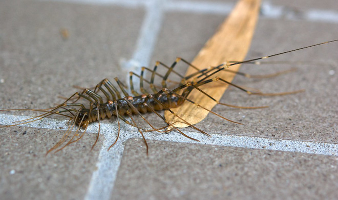 Si&ecirc;u rết khổng lồ g&acirc;y kinh h&atilde;i MXH Nhật Bản bởi vẻ ngo&agrave;i như đến từ địa ngục - Ảnh 5.