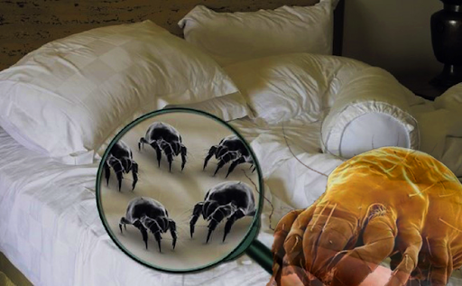 10 c&aacute;ch đơn giản gi&uacute;p giảm bụi bặm trong nh&agrave; - Ảnh 1.