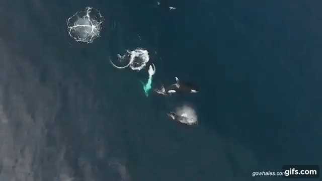 C&aacute; voi s&aacute;t thủ thực sự th&ocirc;ng minh đến mức n&agrave;o? - Ảnh 5.