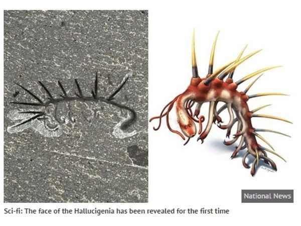 Phải mất tới 24 năm nghiên cứu đằng đẵng, giới khoa học mới có thể phân biệt được đâu là đầu và đâu là đuôi của con vật này! - Ảnh 10. Phải mất tới 24 năm nghiên cứu đằng đẵng, giới khoa học mới có thể phân biệt được đâu là đầu và đâu là đuôi của con vật này! - Ảnh 10.