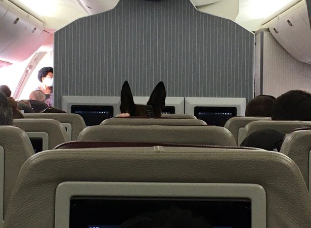 American Humane: Những con chó phục vụ bị quân đội Mỹ bỏ lại ở Afghanistan sẽ phải chịu số phận tệ hơn cái chết - Ảnh 4. American Humane: Những con chó phục vụ bị quân đội Mỹ bỏ lại ở Afghanistan sẽ phải chịu số phận tệ hơn cái chết - Ảnh 4.