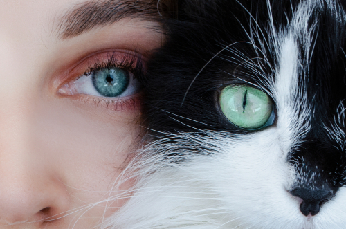 Tại sao ch&uacute;ng ta lại c&oacute; l&ocirc;ng mi? - Ảnh 3.