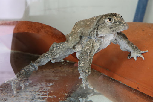 Ếch b&igrave;u! Lo&agrave;i ếch khổng lồ Peru đang bị đe dọa nghi&ecirc;m trọng v&agrave; chỉ sống ở hồ Titicaca ở bi&ecirc;n giới Bolivia v&agrave; Peru - Ảnh 2.