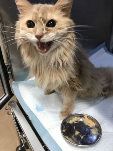 Dứt ruột b&aacute;n xe cổ để cứu m&egrave;o cưng bị bệnh hiểm ngh&egrave;o, chủ nh&acirc;n nhận lại bất ngờ từ người mua giấu mặt - Ảnh 2.