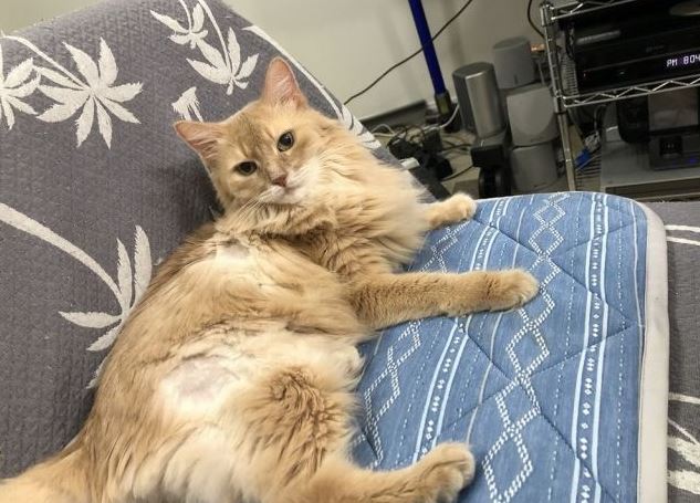 Dứt ruột b&aacute;n xe cổ để cứu m&egrave;o cưng bị bệnh hiểm ngh&egrave;o, chủ nh&acirc;n nhận lại bất ngờ từ người mua giấu mặt - Ảnh 4.