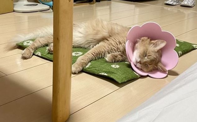 Dứt ruột b&aacute;n xe cổ để cứu m&egrave;o cưng bị bệnh hiểm ngh&egrave;o, chủ nh&acirc;n nhận lại bất ngờ từ người mua giấu mặt - Ảnh 5.