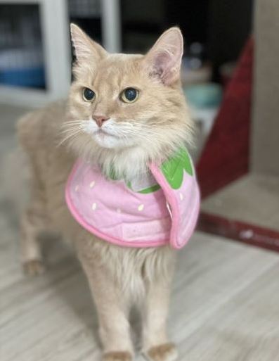 Dứt ruột b&aacute;n xe cổ để cứu m&egrave;o cưng bị bệnh hiểm ngh&egrave;o, chủ nh&acirc;n nhận lại bất ngờ từ người mua giấu mặt - Ảnh 6.